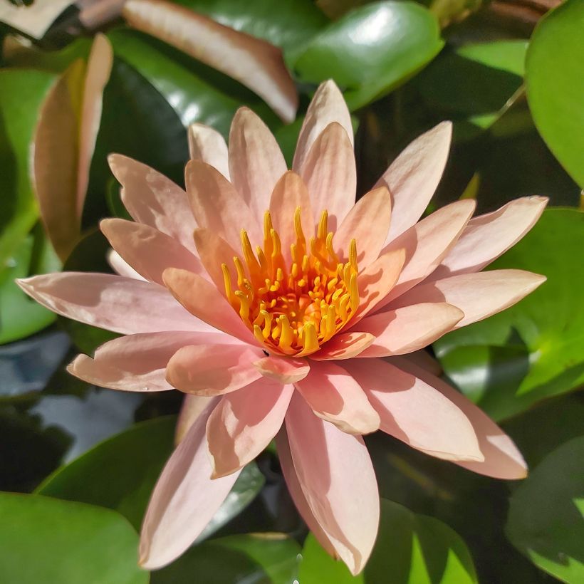 Nymphaea Colorado - Waterlelie (Bloei)