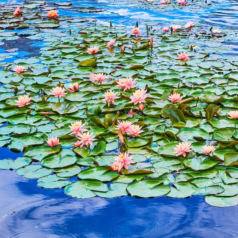 Nymphaea Colorado - Waterlelie (Groeiplaats)
