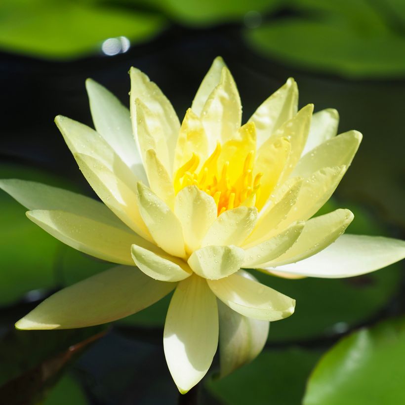 Nymphaea Lemon Mist - Waterlelie (Bloei)