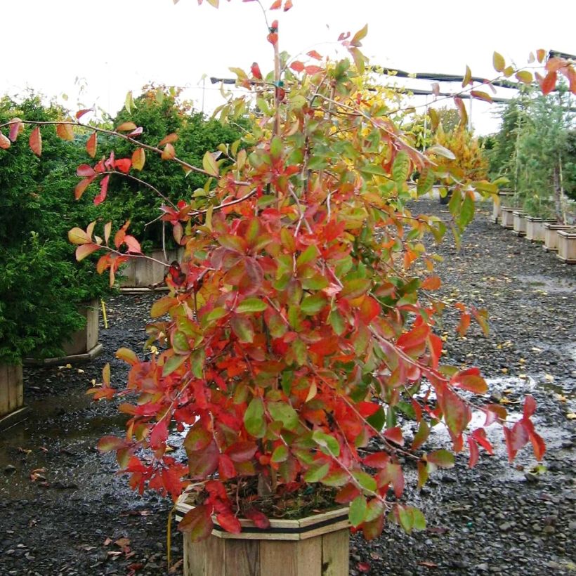 Nyssa sylvatica Autumn Cascades - Zwarte tupeloboom (Plant habit)