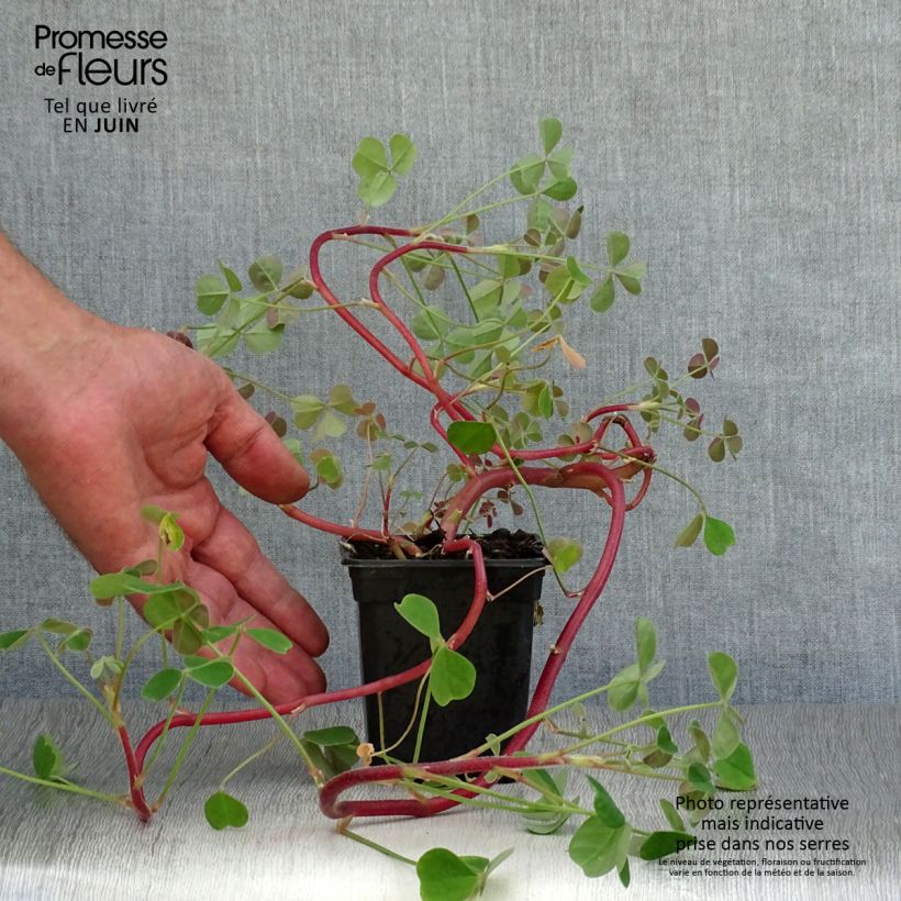 Exemplaar van Oca - Oxalis tuberosa Kweekpotje van 8/9 cm zoals geleverd in de zomer