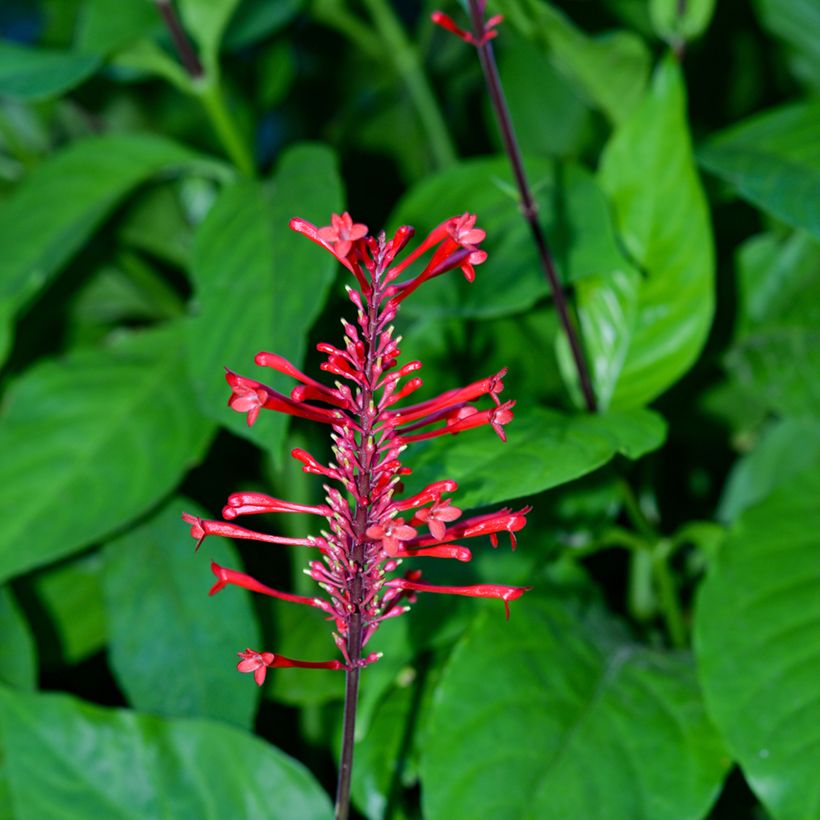 Odontonema strictum - Odontonema (Bloei)