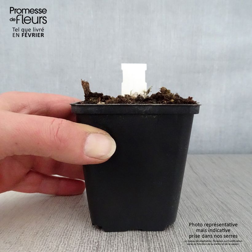 Example of Oeil de Christ Dr Otto Petschek - Aster amellus Dr Otto Petschek Kweekpotje van 8/9 cm as you get in hiver