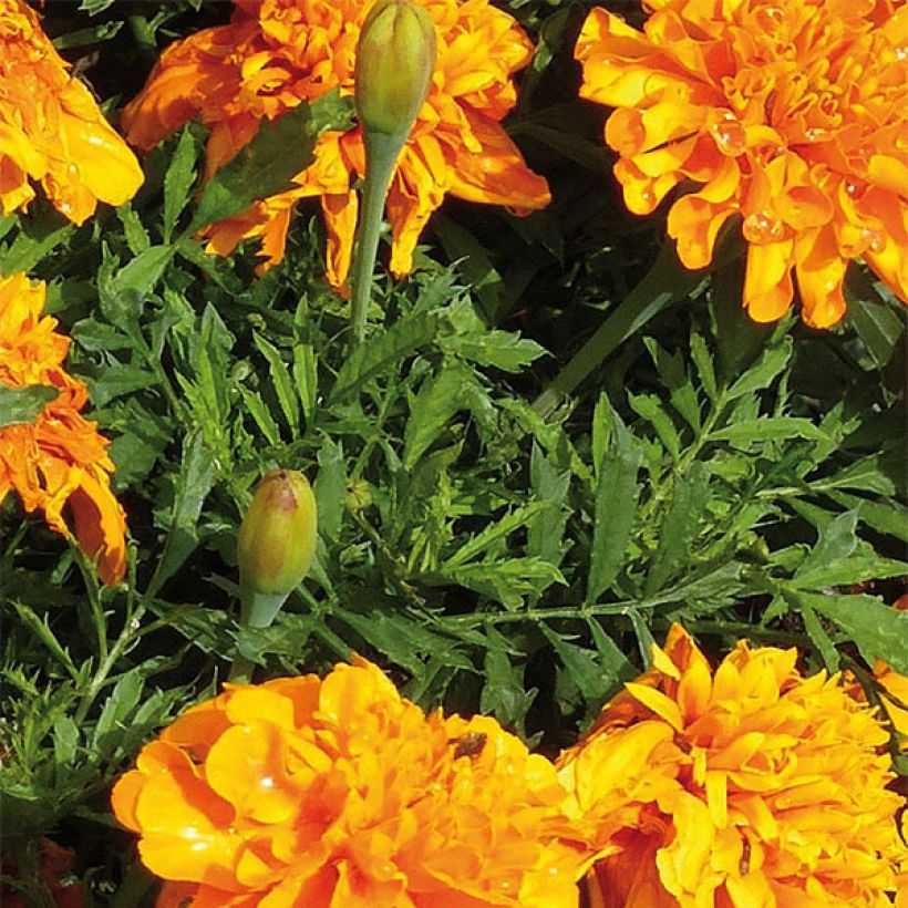 Klein afrikaantje Bonanza Orange - Tagetes patula (Foliage)
