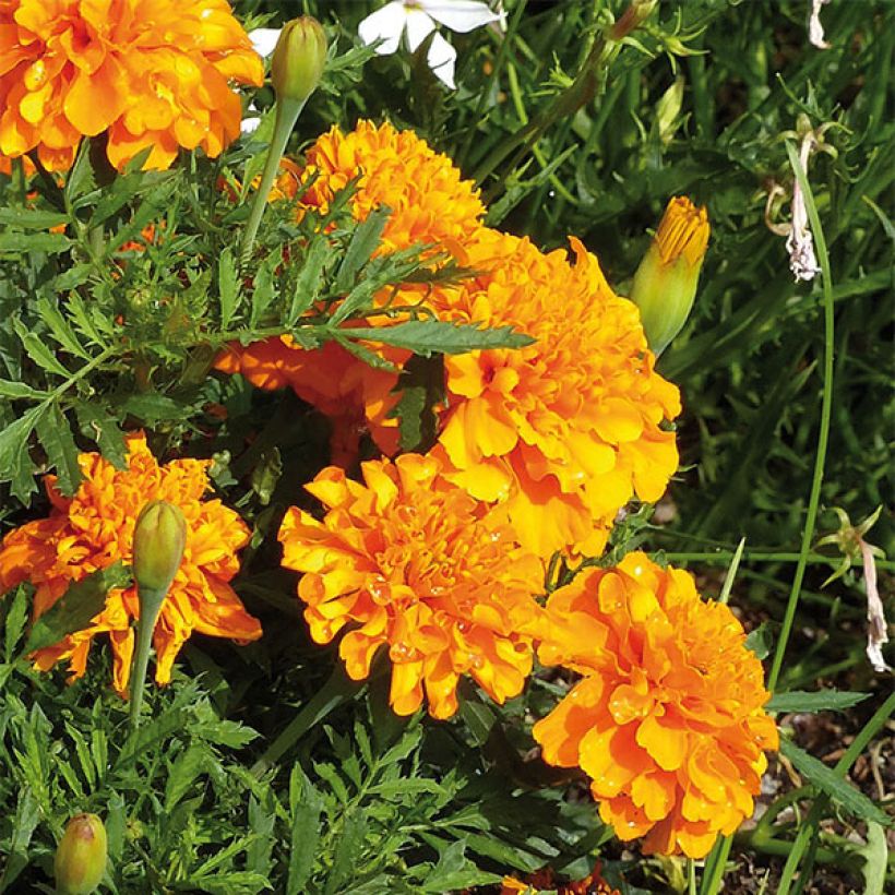 Klein afrikaantje Bonanza Orange - Tagetes patula (Flowering)