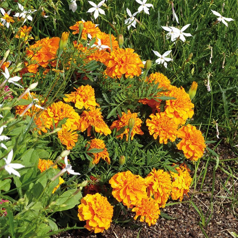 Klein afrikaantje Bonanza Orange - Tagetes patula (Plant habit)