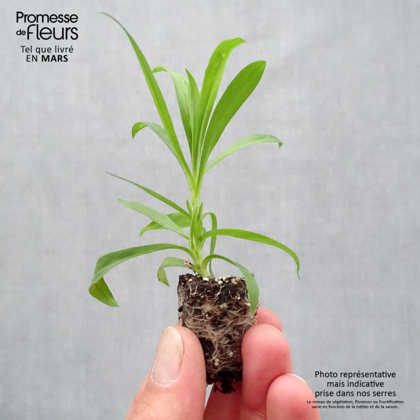 Example of Oeillet annuel - Dianthus Suntory Pink Mini-mot Ø 1,5/2,5 cm as you get in printemps