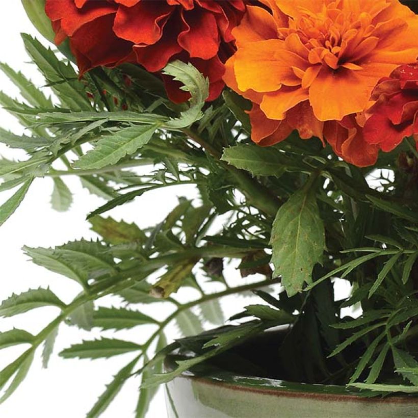 Klein afrikaantje Fireball - Tagetes patula (Foliage)