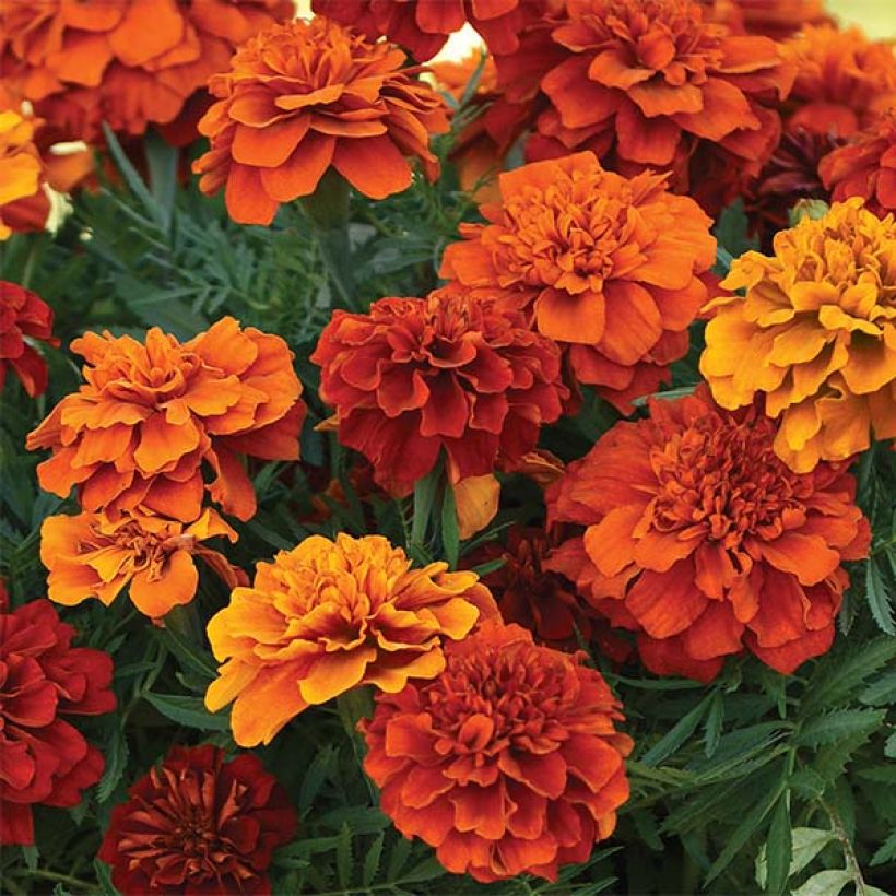 Klein afrikaantje Fireball - Tagetes patula (Flowering)