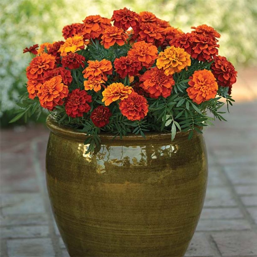 Klein afrikaantje Fireball - Tagetes patula (Plant habit)