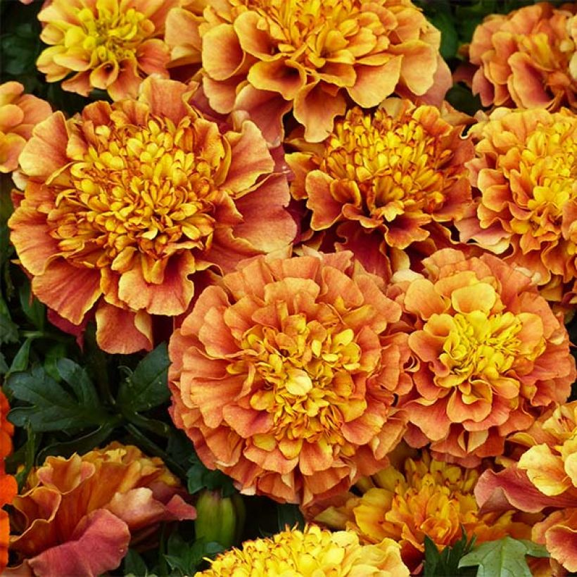 Klein afrikaantje Strawberry Blonde - Tagetes patula (Flowering)