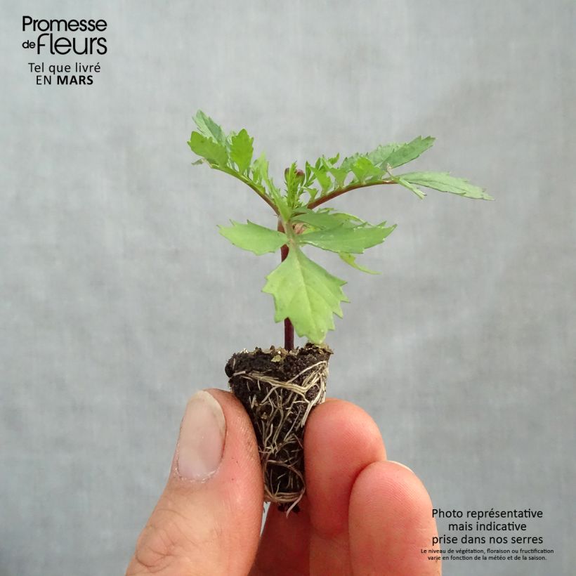 Example of Oeillet d'Inde Bonanza Orange Mini-mot Ø 1,5/2,5 cm as you get in printemps