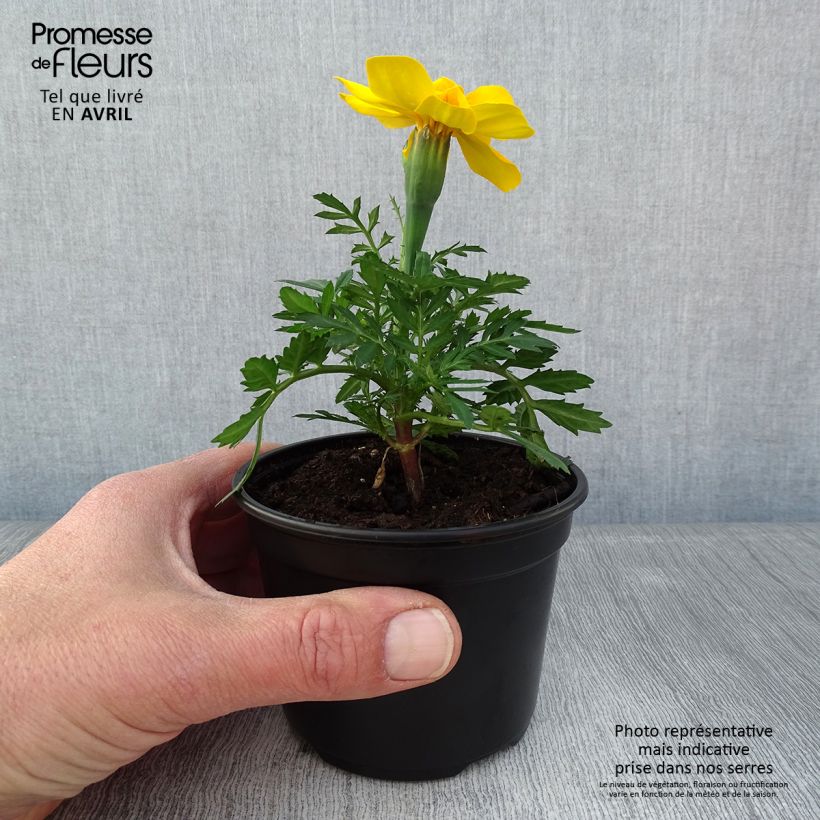 Example of Oeillet d'Inde Durango Yellow Kweekpotje van 8/9 cm as you get in printemps