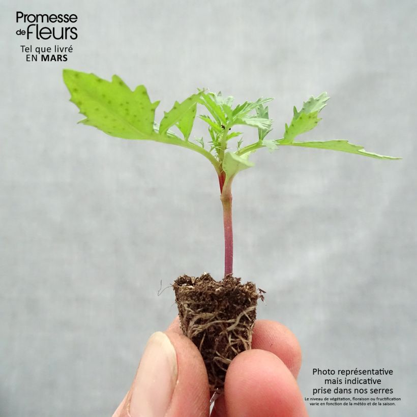 Example of Oeillet d'Inde Fireball Mini-mot Ø 1,5/2,5 cm as you get in printemps