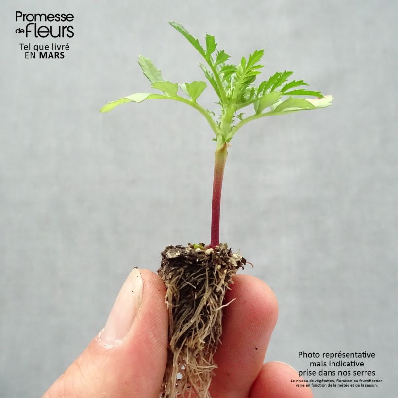 Example of Oeillet d'Inde Queen Yellow Fire Mini-mottes Minimotte: kluitje van 2,2 cm x 2 cm in kweekplaat per 35 stuks as you get in printemps