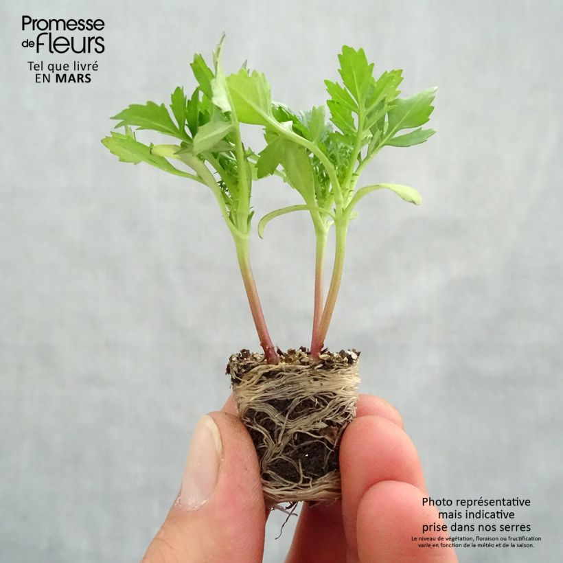 Example of Oeillet d'Inde Queen Yellow Fire Mini-mottes Mini-mot Ø 3/4 cm as you get in printemps