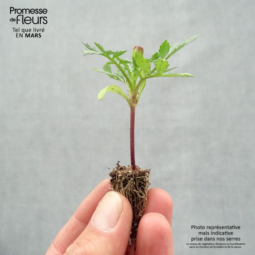 Example of Oeillet d'Inde Queen Yellow Mini-mottes Minimotte: kluitje van 2,2 cm x 2 cm in kweekplaat per 35 stuks as you get in printemps