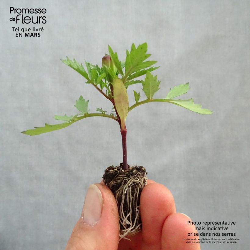 Example of Oeillet d'Inde Strawberry Blonde Mini-mot Ø 1,5/2,5 cm as you get in printemps