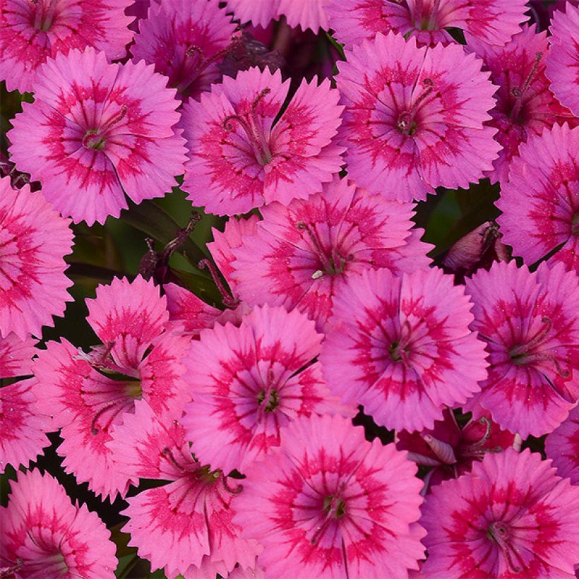 Dianthus barbatus Jolt Pink - Grasanjer (Bloei)