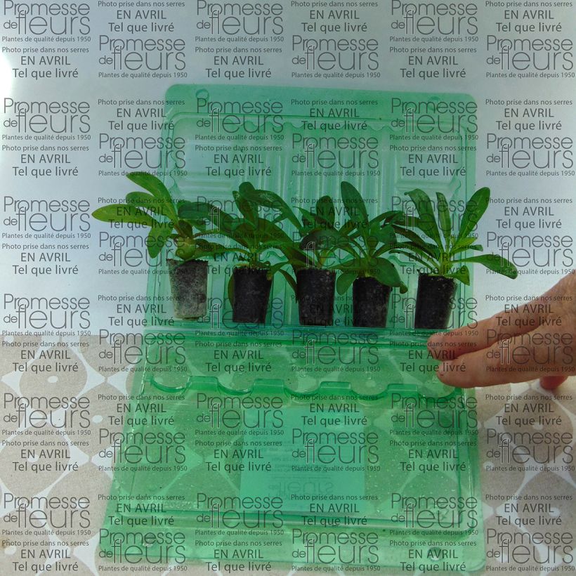 Voorbeeld van een exemplaar van Dianthus barbatus Jolt Pink - Grasanjer Mini-mot Ø 3/4 cm zoals geleverd