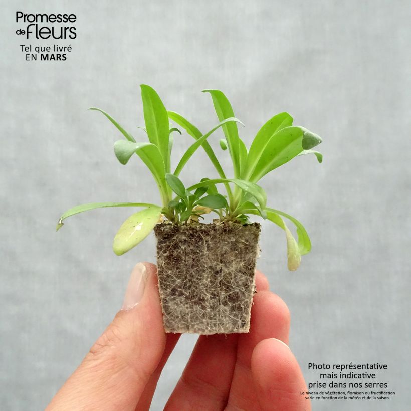 Example of Oeillet de poète Jolt Pink Magic Kluitplant: kluit 3,8 cm x 3,2 cm in een tray voor 16 planten as you get in printemps