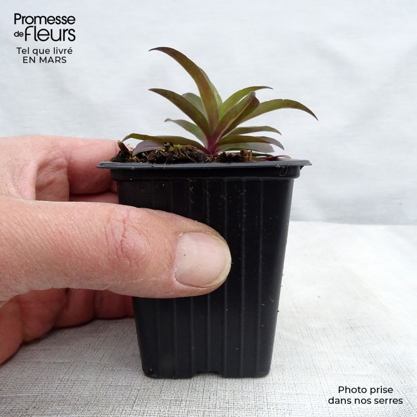 Exemplaar van Duizendschoon Sooty - Dianthus barbatus nigrescens Kweekpotje van 7/8 cm zoals geleverd in de lente