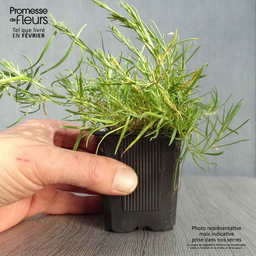 Example of Oeillet des rochers - Petrorhagia saxifraga Kweekpotje van 8/9 cm as you get in hiver