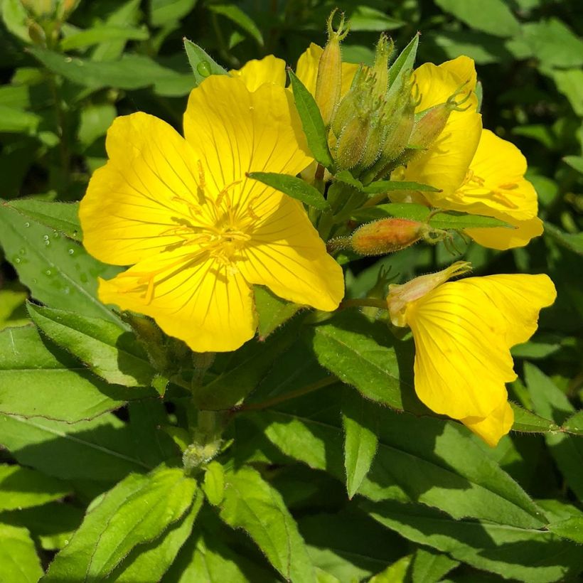 Oenothera fruticosa Michelle Ploeger - Teunisbloem (Flowering)