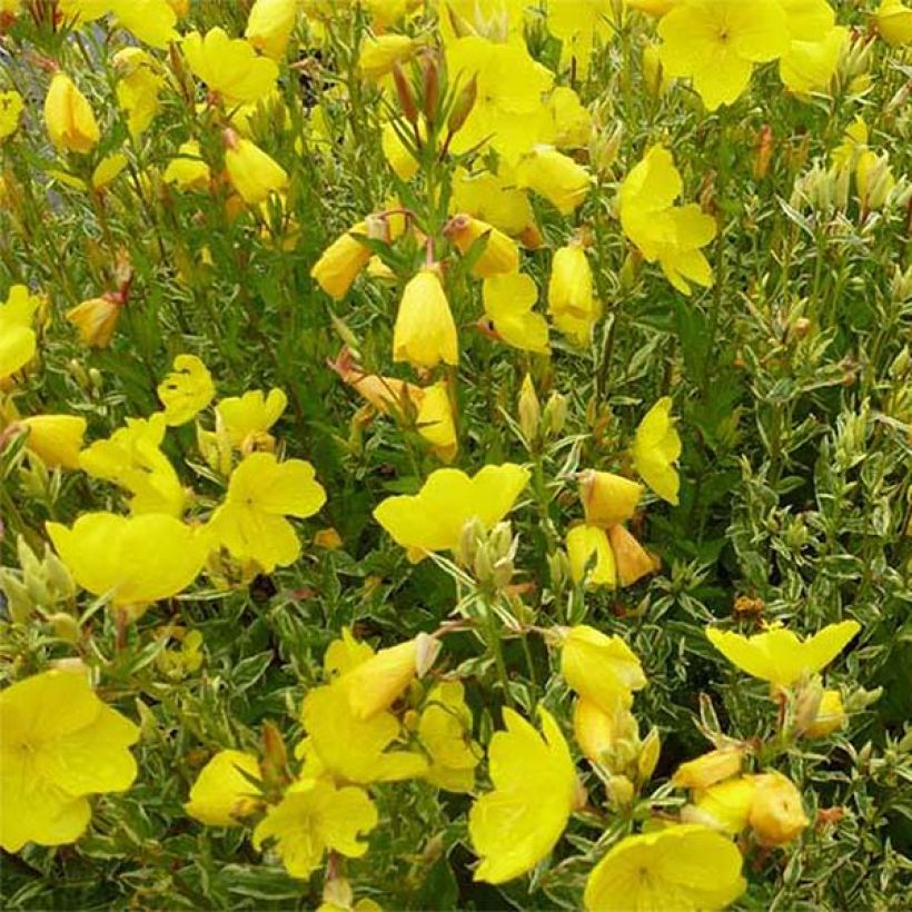 Oenothera fruticosa Silberblatt - Heesterteunisbloem (Bloei)