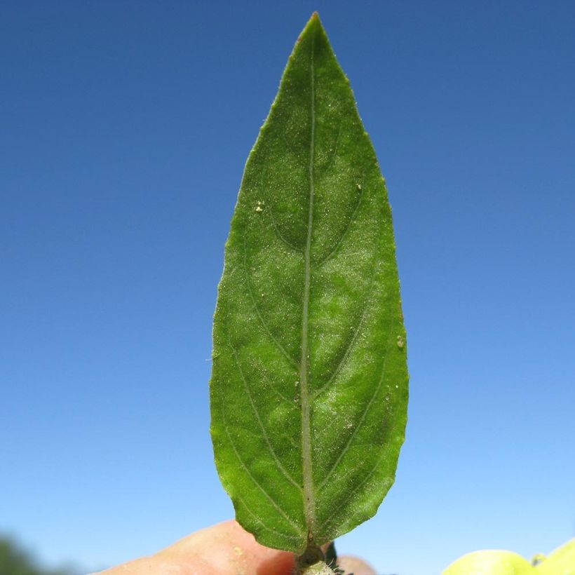 Oenothera glazioviana - Grote teunisbloem (Foliage)