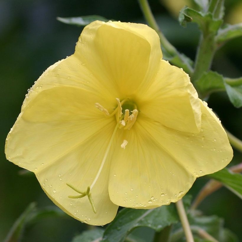 Oenothera glazioviana - Grote teunisbloem (Flowering)