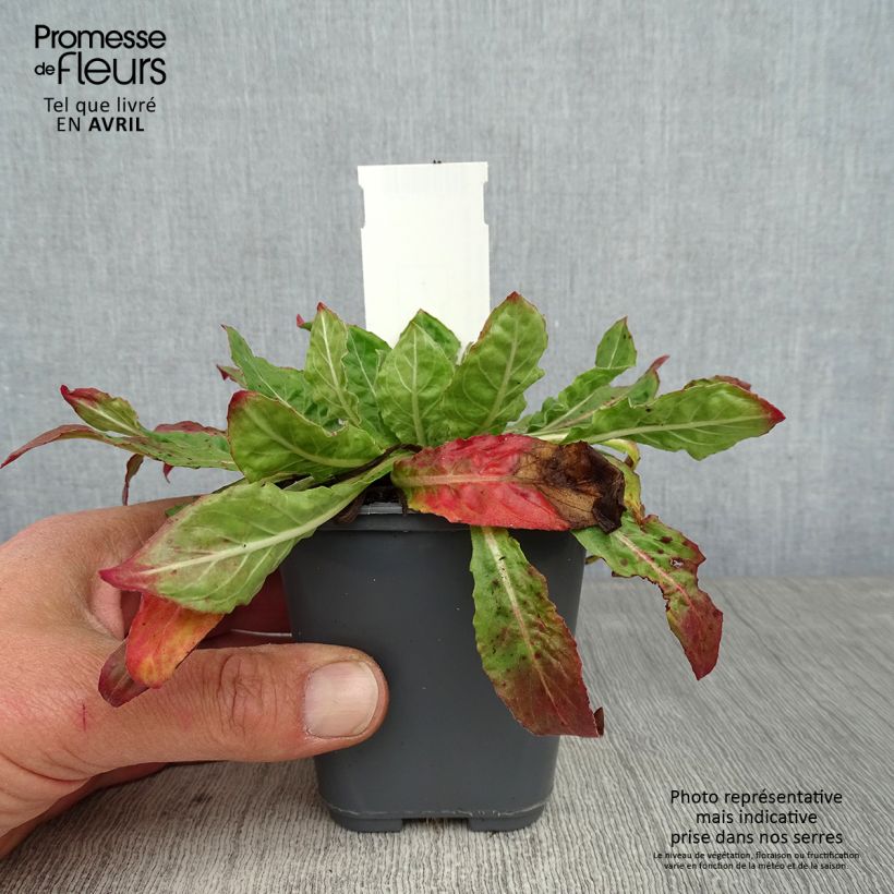 Exemplaar van Oenothera glazioviana - Grote teunisbloem Kweekpotje van 8/9 cm zoals geleverd in de lente