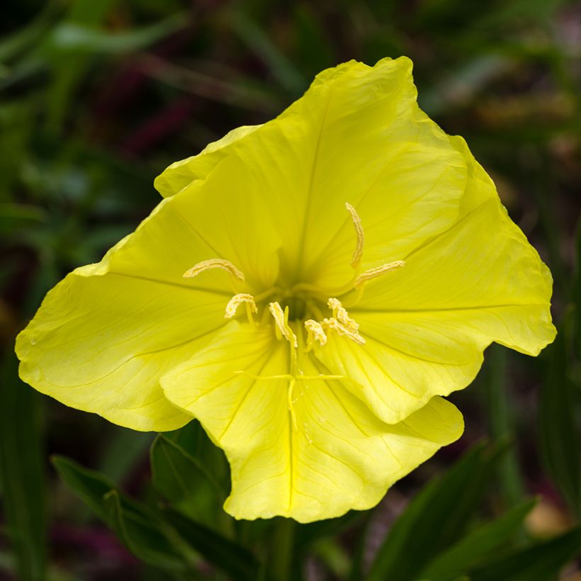 Oenothera missouriensis - Teunisbloem (Bloei)