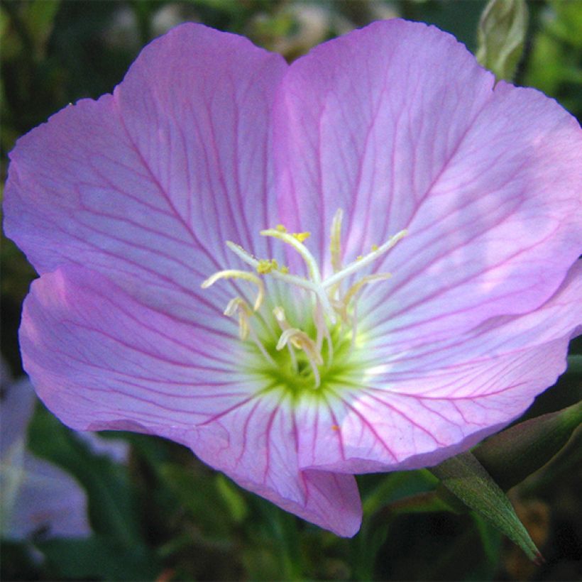 Oenothera speciosa - Teunisbloem (Flowering)