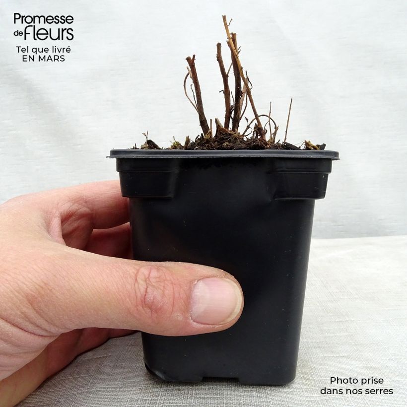 Exemplaar van Oenothera speciosa - Teunisbloem Kweekpotje van 7/8 cm zoals geleverd in de lente