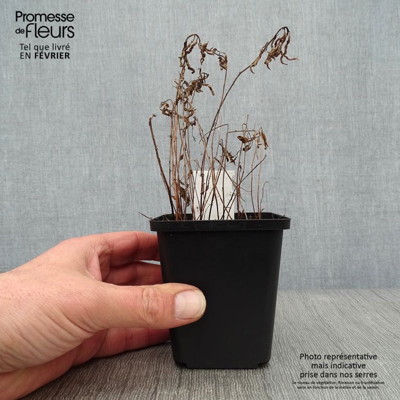 Example of Oenothera speciosa Siskiyou - Teunisbloem Kweekpotje van 8/9 cm as you get in hiver