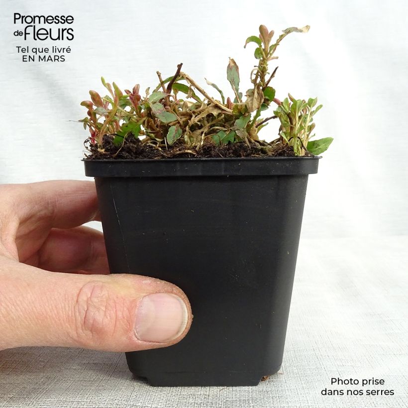 Exemplaar van Oenothera speciosa Siskiyou - Teunisbloem Kweekpotje van 8/9 cm zoals geleverd in de lente