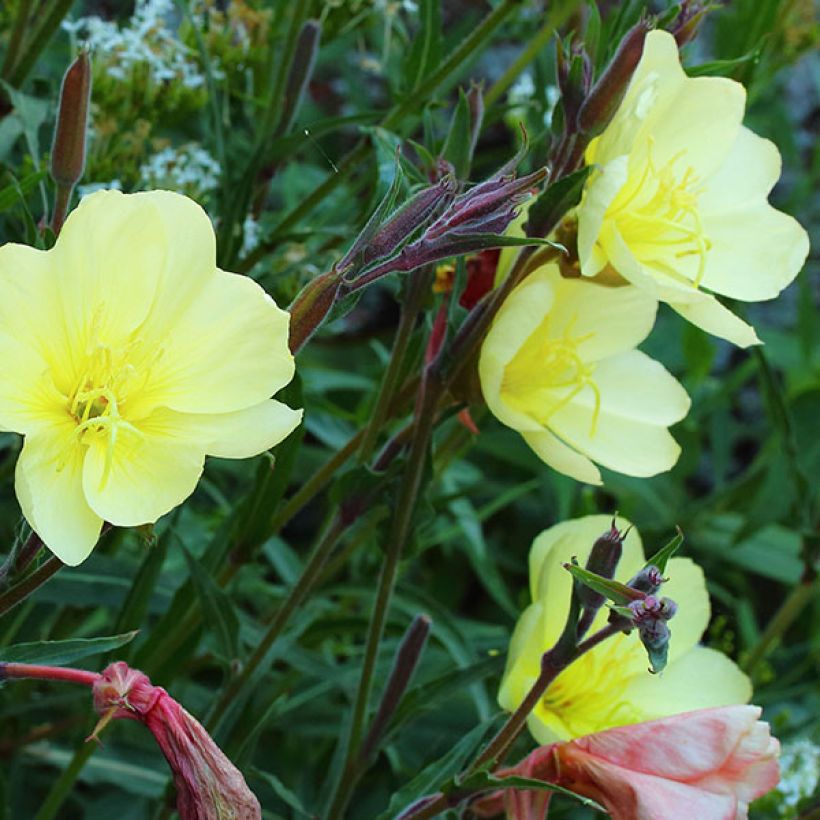 Oenothera stricta Sulphurea - Teunisbloem (Bloei)