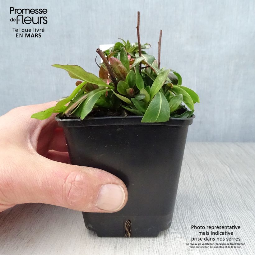 Exemplaar van Oenothera tetragona - Teunisbloem Kweekpotje van 8/9 cm zoals geleverd in de lente