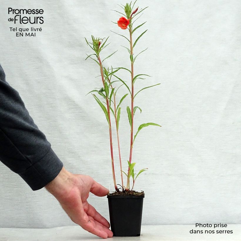 Exemplaar van Oenothera versicolor - Teunisbloem Kweekpotje van 8/9 cm zoals geleverd in de lente