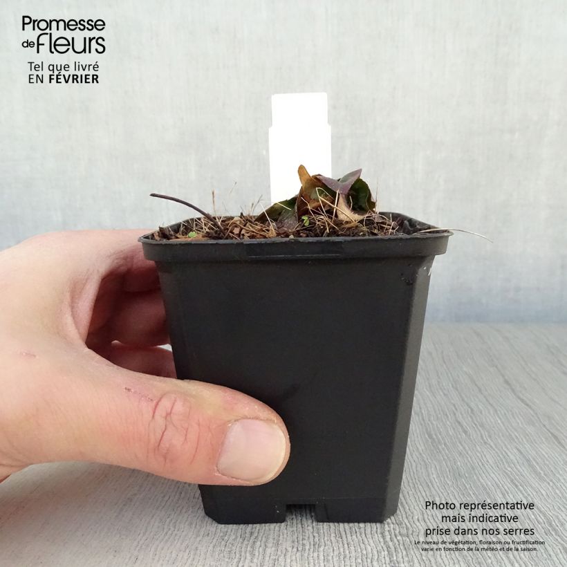 Example of Oenothère Michelle Ploeger - Oenothera fruticosa Michelle Ploeger  Kweekpotje van 8/9 cm as you get in hiver