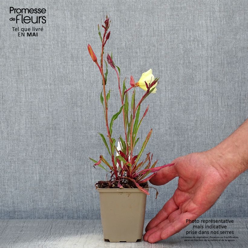 Exemplaar van Oenothera stricta Sulphurea - Teunisbloem Kweekpotje van 8/9 cm zoals geleverd in de lente