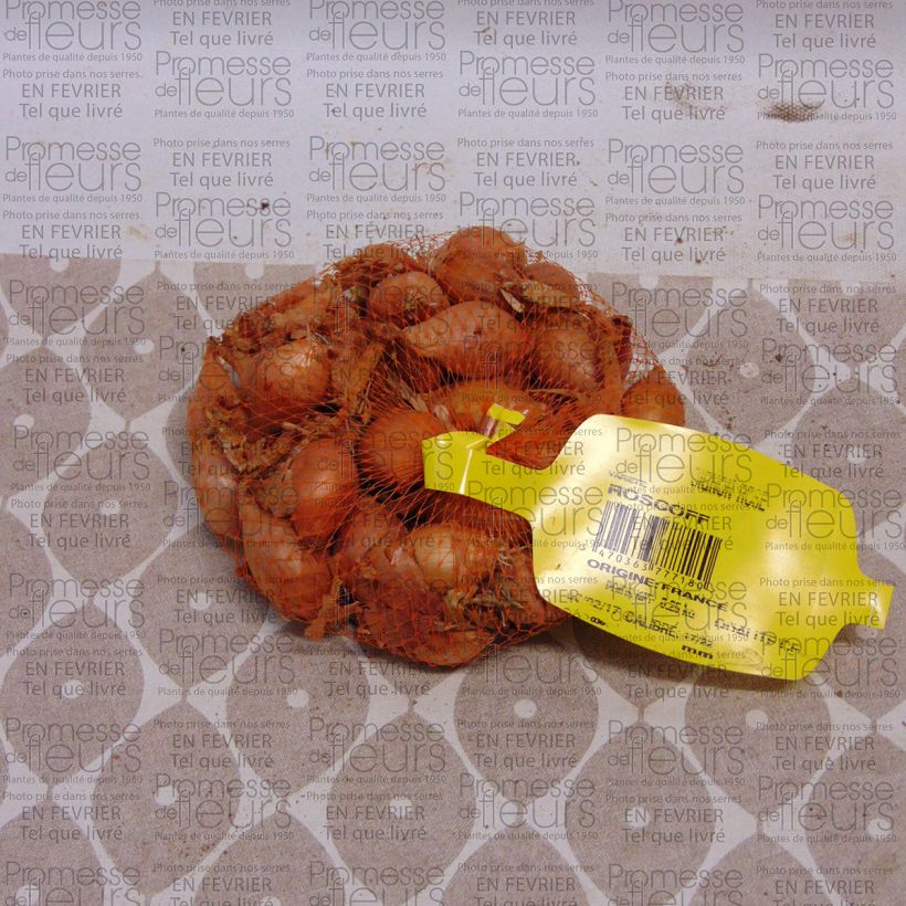 Voorbeeld van een exemplaar van Roze ui Keravel Stuk kaliber 17/22 mm zoals geleverd