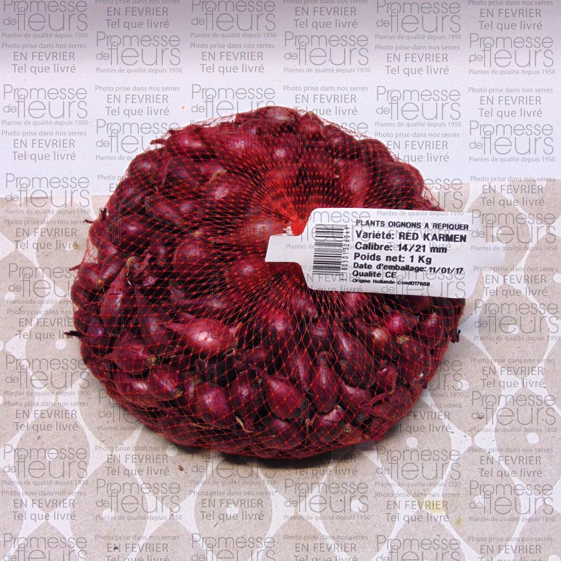 Voorbeeld van een exemplaar van Rode ui Red Karmen BIO (pootgoed) Stuk kaliber 14/21 mm zoals geleverd