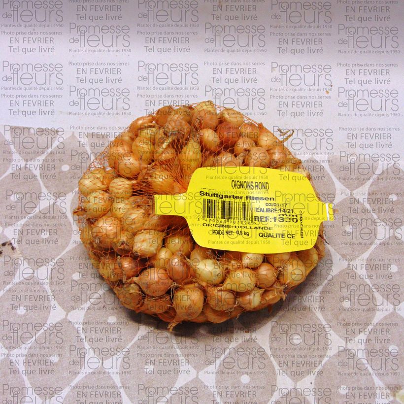 Voorbeeld van een exemplaar van Ui Stuttgarter Riesen (pootgoed) Stuk kaliber 14/21 mm zoals geleverd