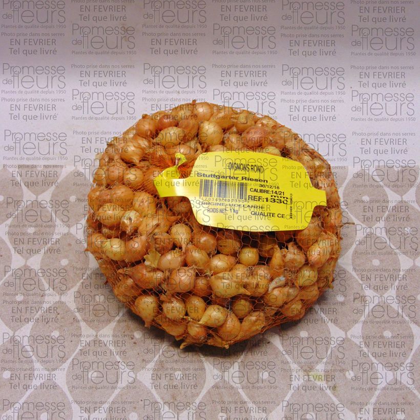 Voorbeeld van een exemplaar van Ui Stuttgarter Riesen (pootgoed) Stuk kaliber 14/21 mm zoals geleverd