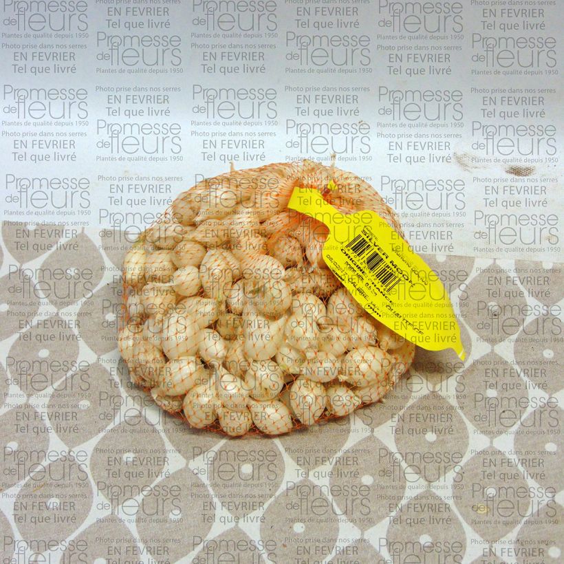 Voorbeeld van een exemplaar van Witte ui - Allium cepa (pootgoed) Stuk kaliber 14/21 mm zoals geleverd