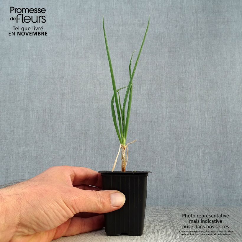 Exemplaar van Oignon rocambole - Allium cepa proliferum - Oignon d'Egypte Godet de 7/8 cm zoals geleverd in de herfst