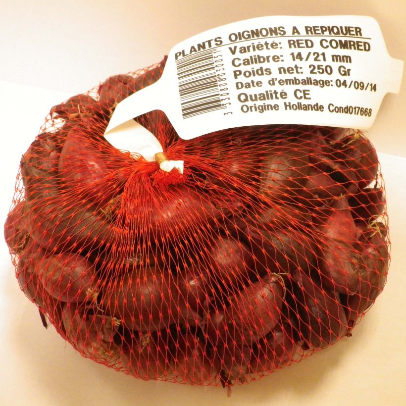 Voorbeeld van een exemplaar van Rode ui Red Karmen (pootgoed) Stuk kaliber 14/21 mm zoals geleverd