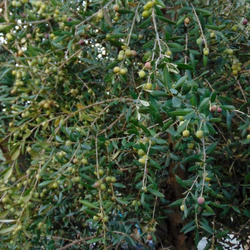 Olea europaea - Olijfboom (Foliage)